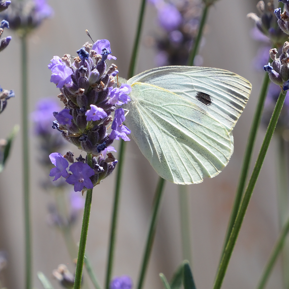 Großer Kohlweißling auf Lavendel