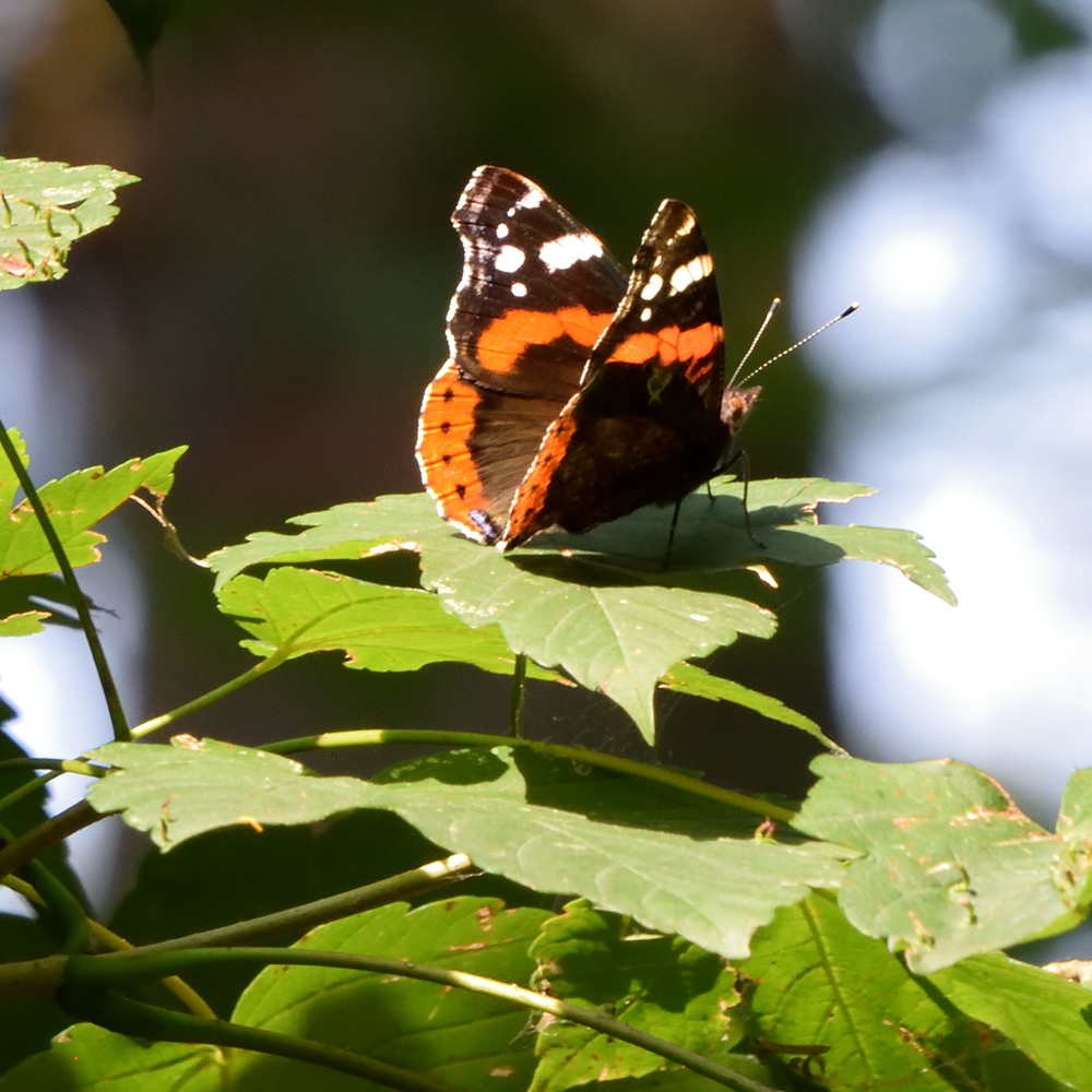 Admiral im Wald