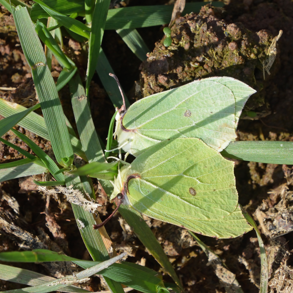 Zitronenfalter auf Waldboden