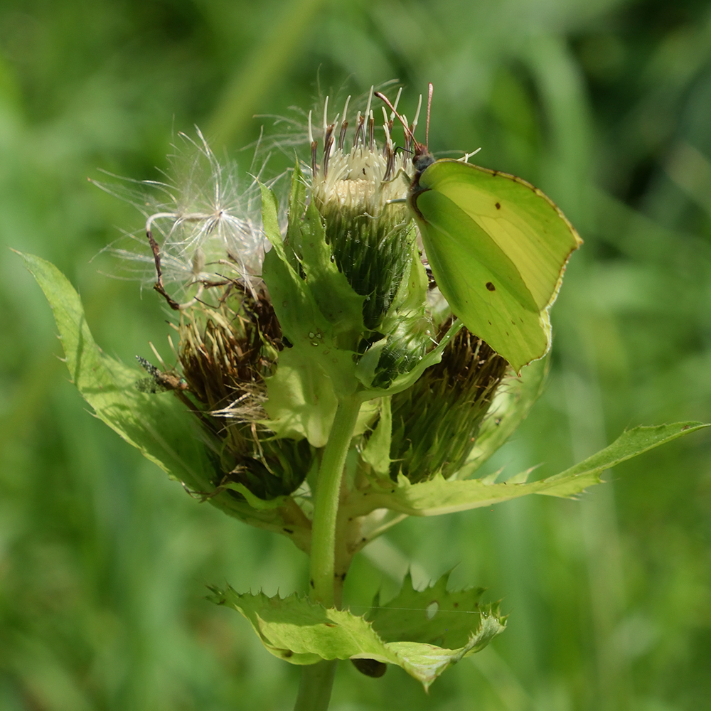 Zitronenfalter auf Kohldistel