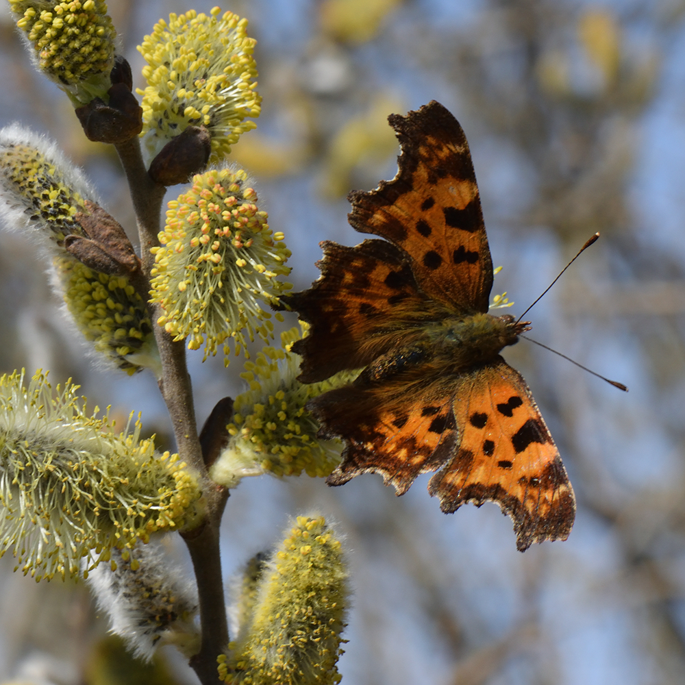 C-Falter (Polygonia c-album) auf Sal-Weide