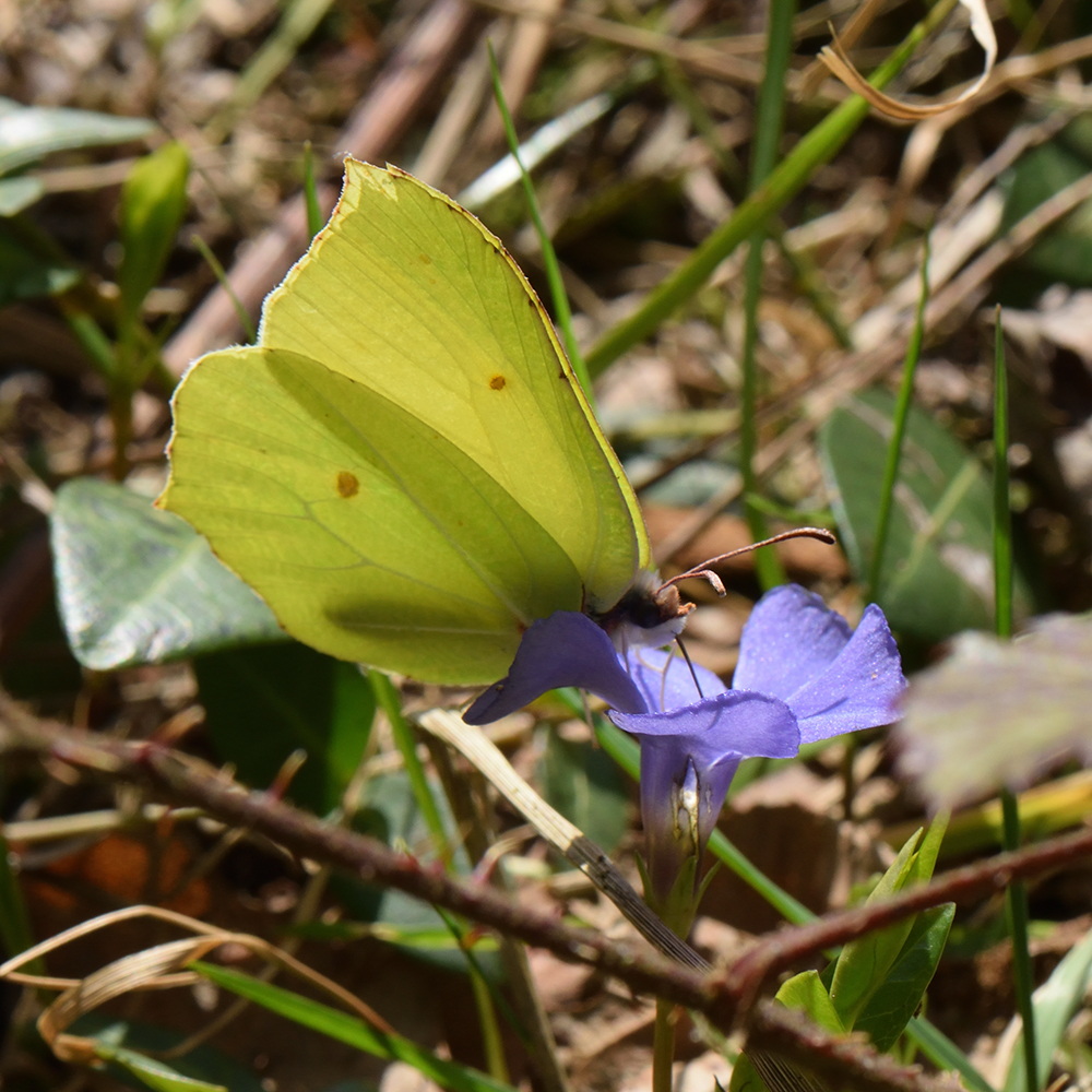 Zitronenfalter (Gonepteryx rhamni) auf Immergrün