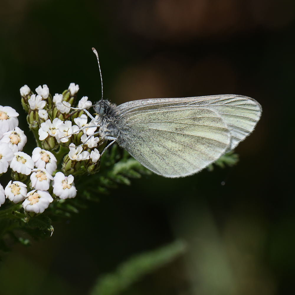 Tintenfleck-Weißling (Leptidea sinapsis) auf Schafgarbe
