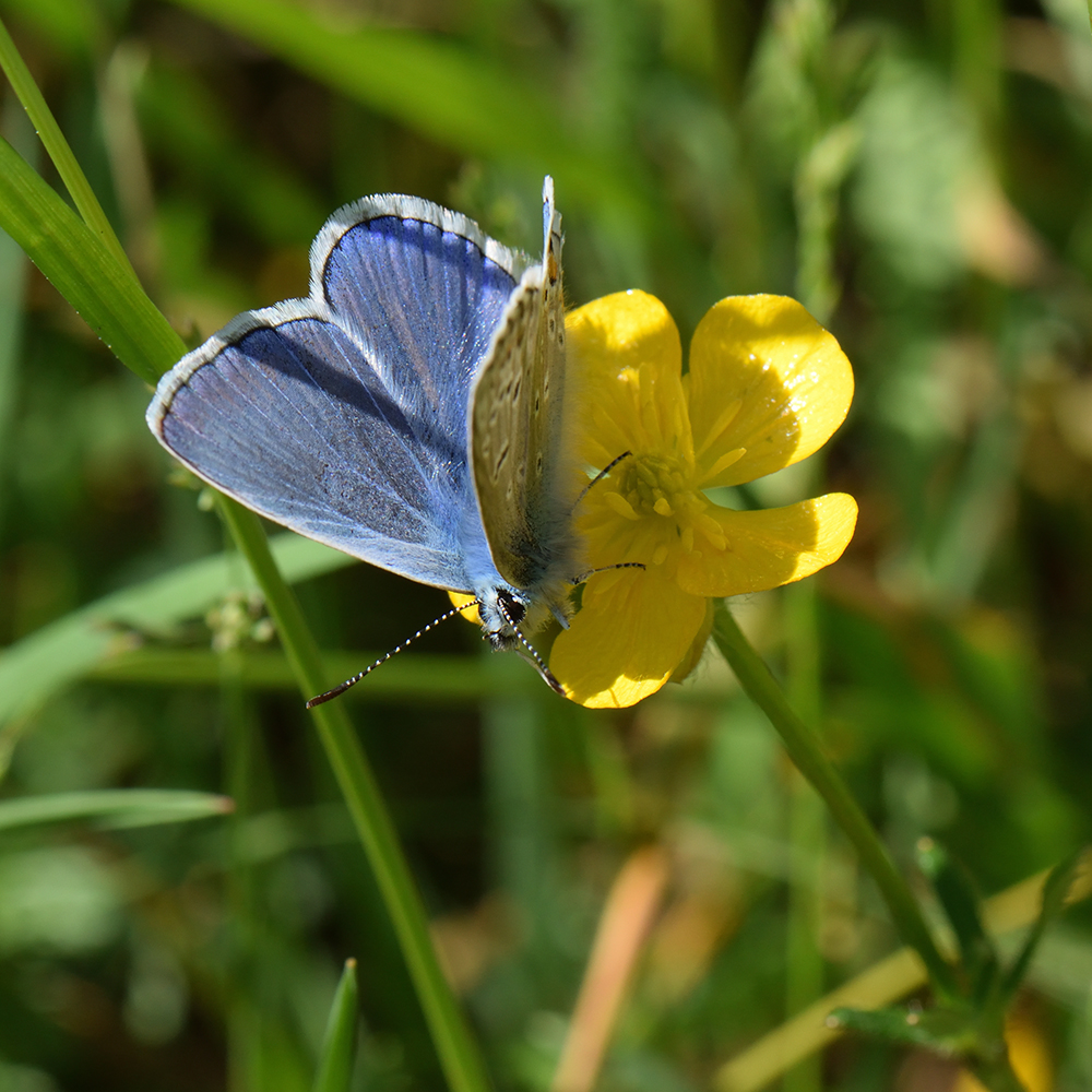 Hauhechel-Bläuling (Polyommatus icarus) auf Hahnenfuß