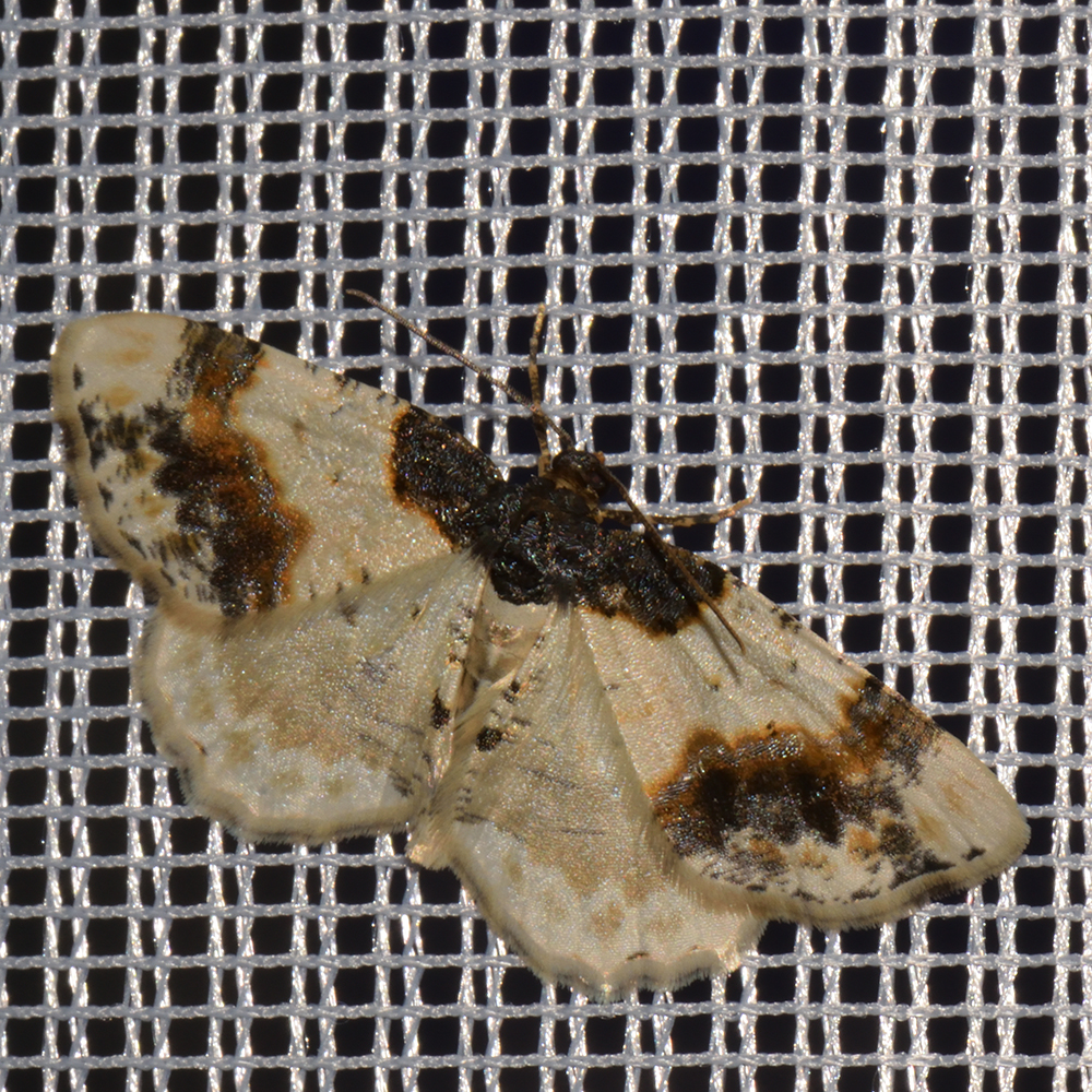Pfaffenhütchen-Harlekin (Ligdia adustata) beim abendlichen Leuchten
