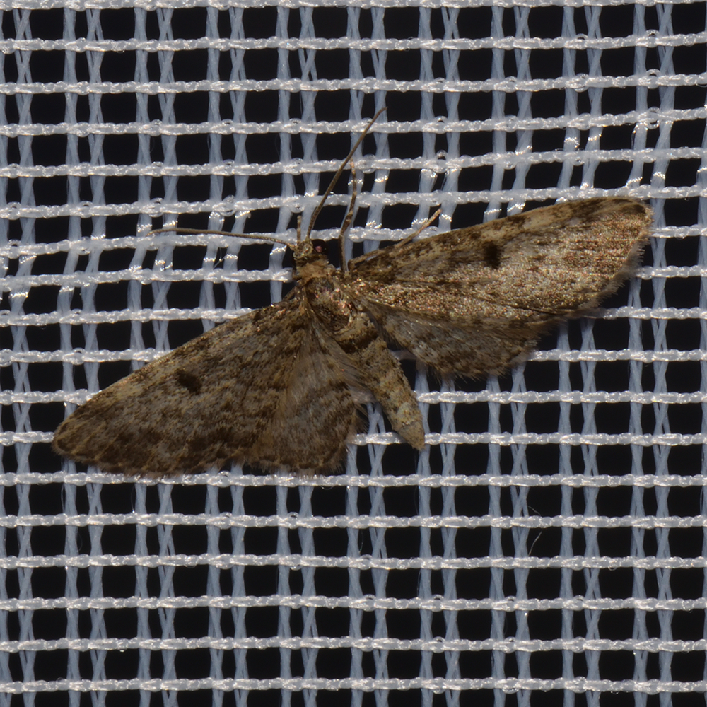Nadelgehölz-Blütenspanner (Eupithecia tantillaria) beim abendlichen Leuchten