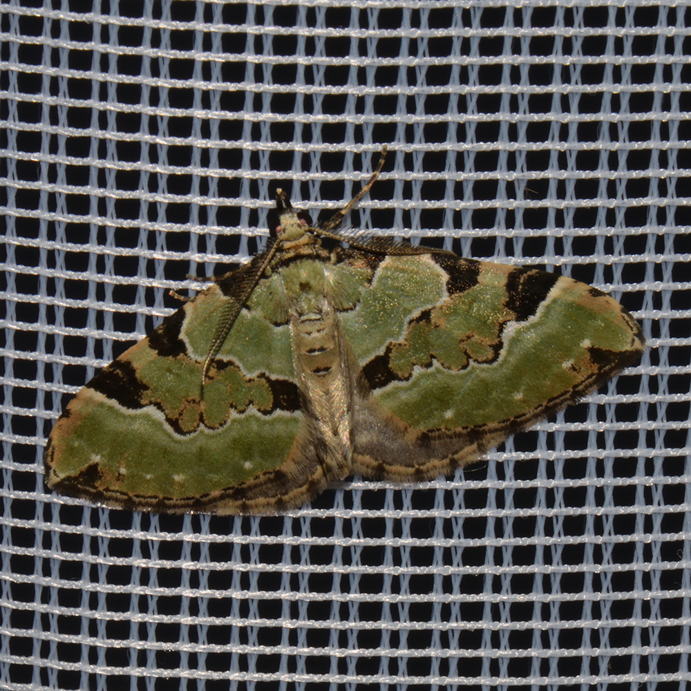 Prachtgrüner Bindenspanner (Colostygia pectinataria) beim abendlichen Leuchten