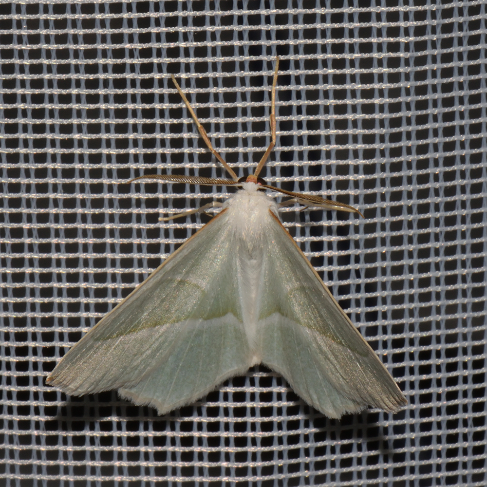 Perlglanzspanner (Campaea margaritaria) beim abendlichen Leuchten