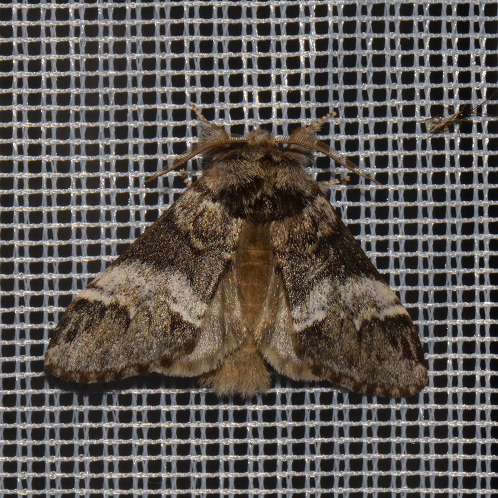 Ungefleckter Zahnspinner (Drymonia dodonaea) beim abendlichen Leuchten