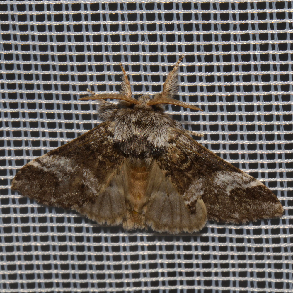Ungefleckter Zahnspinner (Drymonia dodonaea) beim abendlichen Leuchten