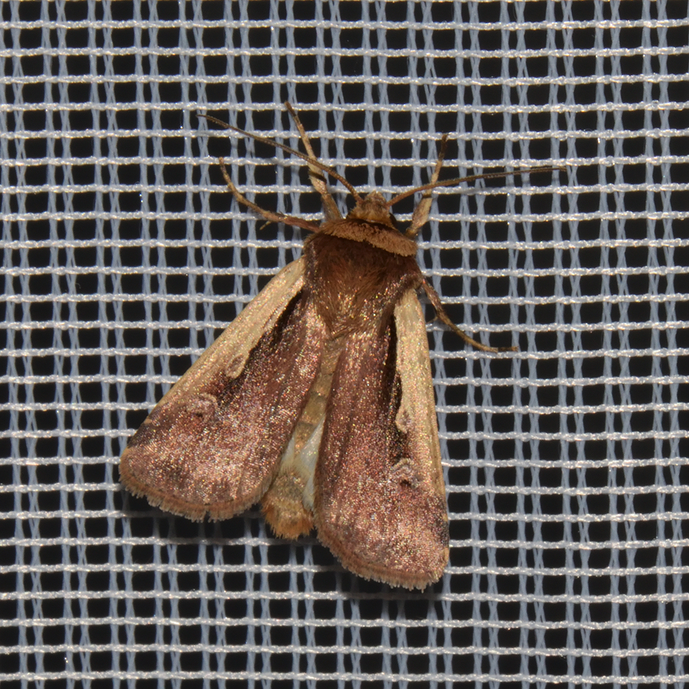 Hellrandige Erdeule (Ochropleura plecta) beim abendlichen Leuchten