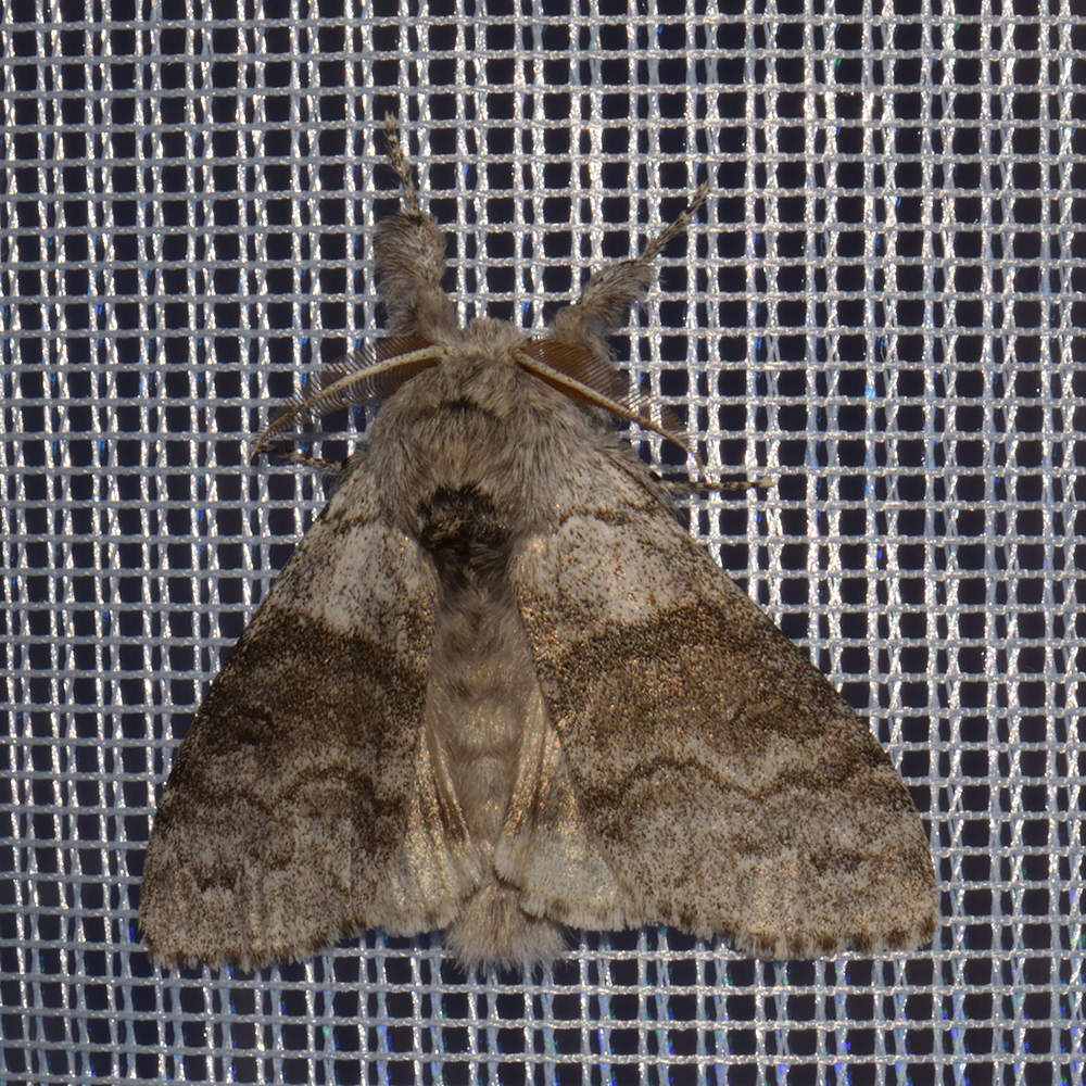 Buchen-Streckfuß (Calliteara pudibunda) beim abendlichen Leuchten