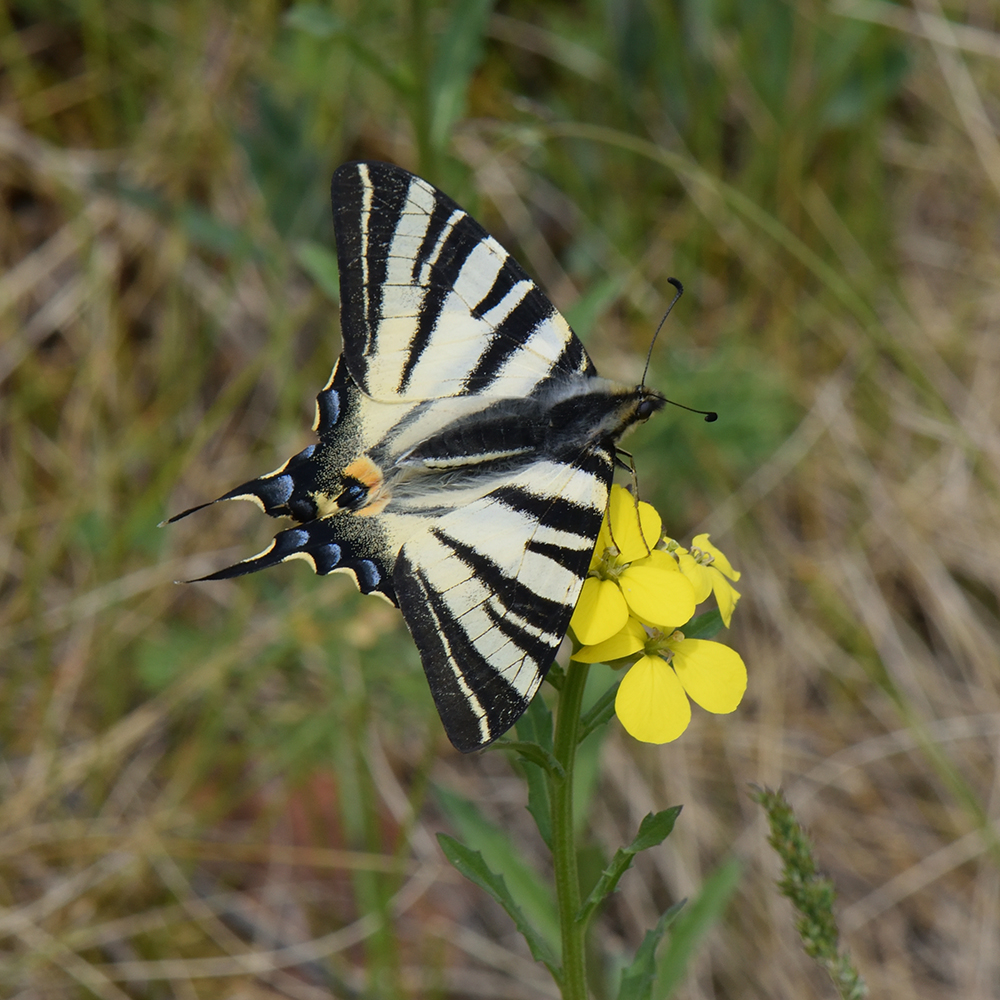 Segelfalter (Iphiclides podalirius) auf Wildblume