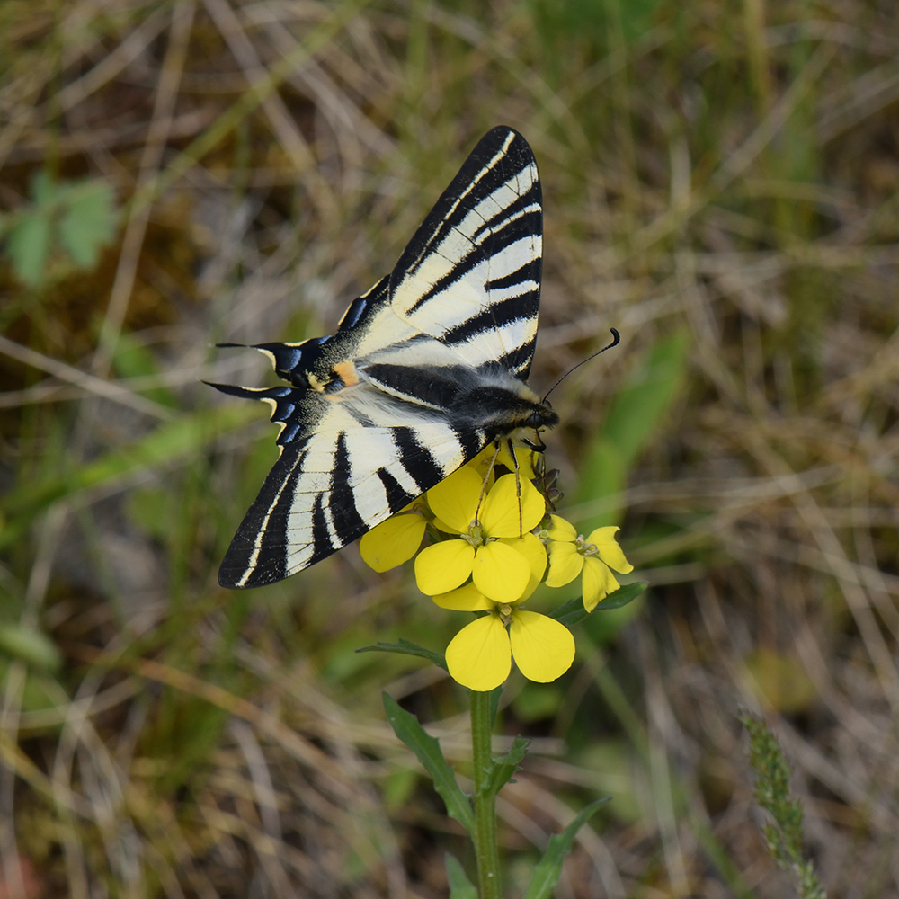 Segelfalter (Iphiclides podalirius) auf Wildblume