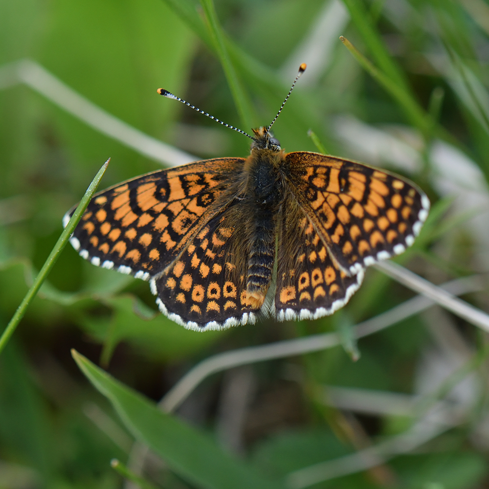Wegerich-Scheckenfalter (Melitaea cinxia) auf Wiese