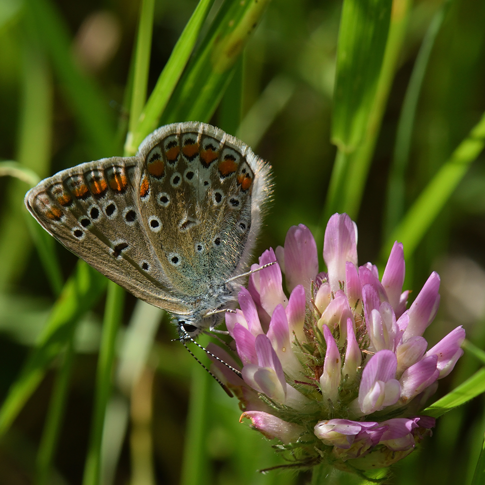 Hauhechel-Bläuling (Polyommatus icarus) auf Rotklee