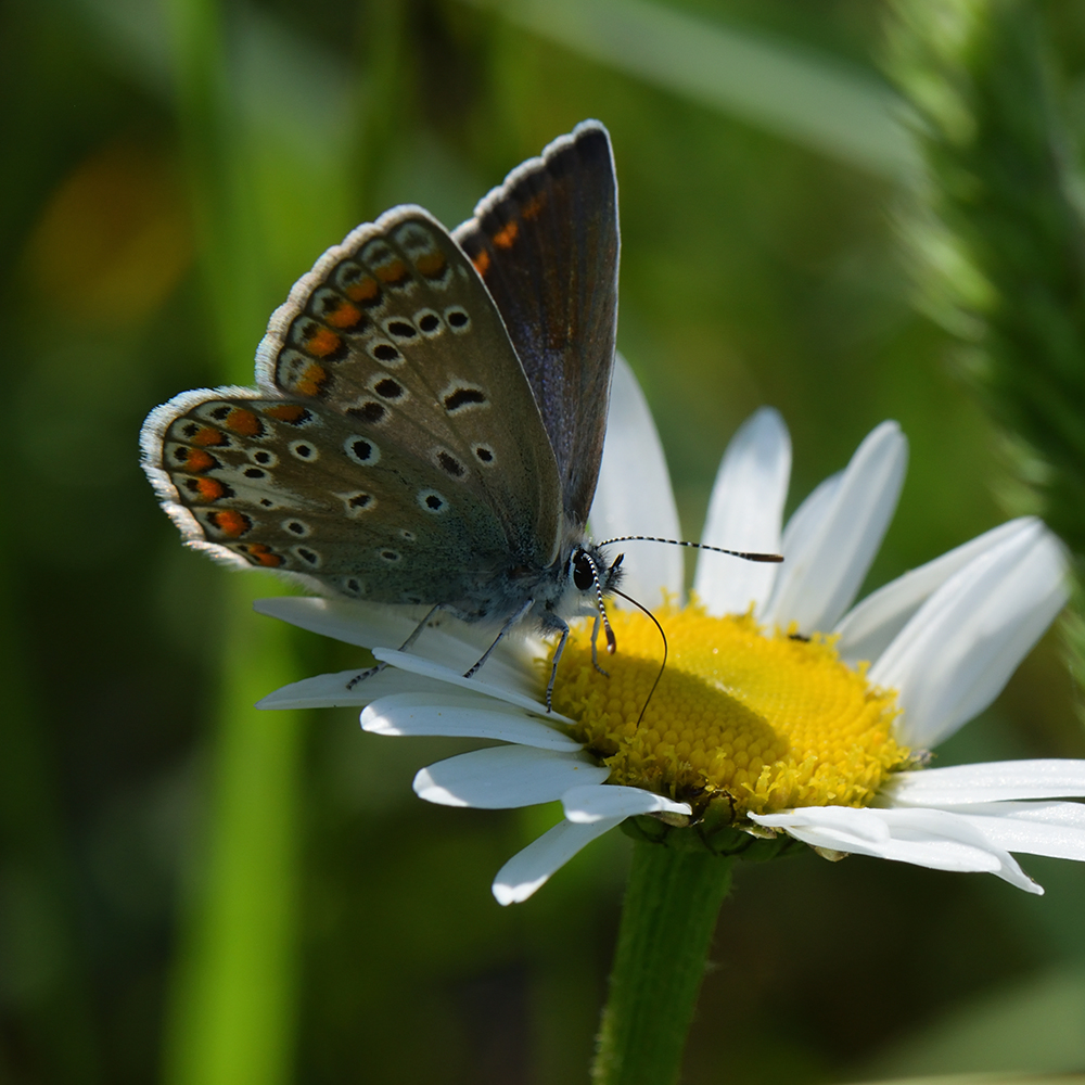 Hauhechel-Bläuling (Polyommatus icarus) auf Margerite
