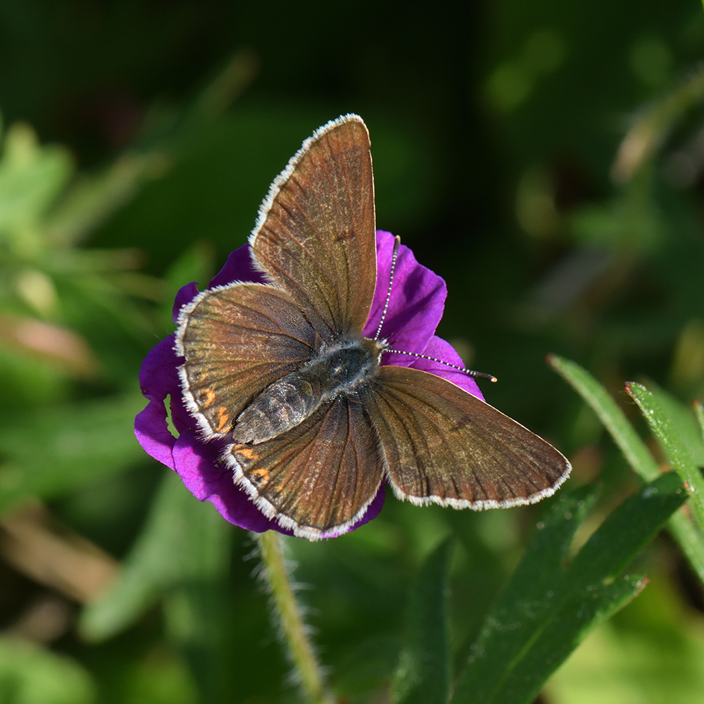 Strochschnabel-Bläuling (Eumedonia eumedon) auf Storchschnabel