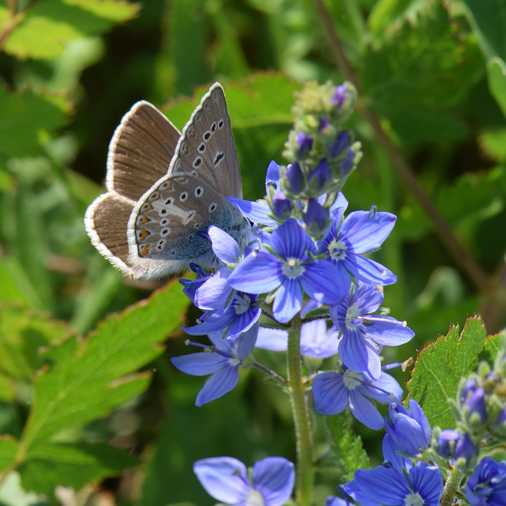 Strochschnabel-Bläuling (Eumedonia eumedon) auf Ehrenpreis