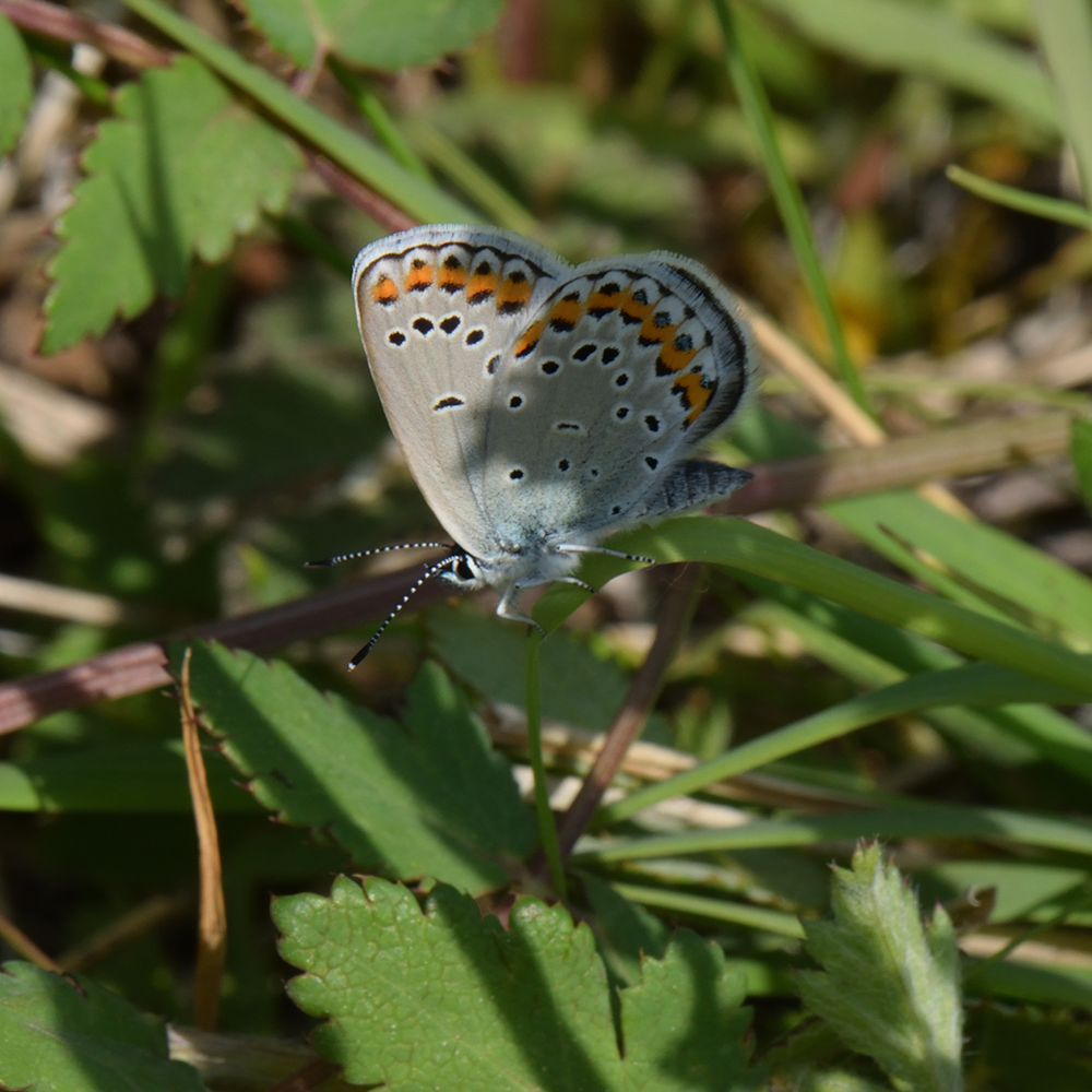 Kronwicken-Bläuling (Plebejus argyrognomon) auf Gras