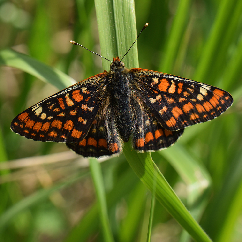 Eschen-Scheckenfalter (Euphydryas maturna) auf Gras