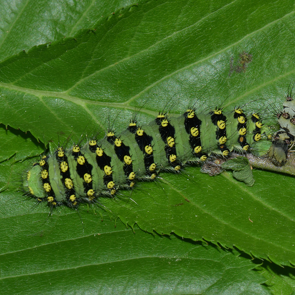 Kleines Nachtpfauenauge (Saturnia pavonia) Raupe auf Kirsche