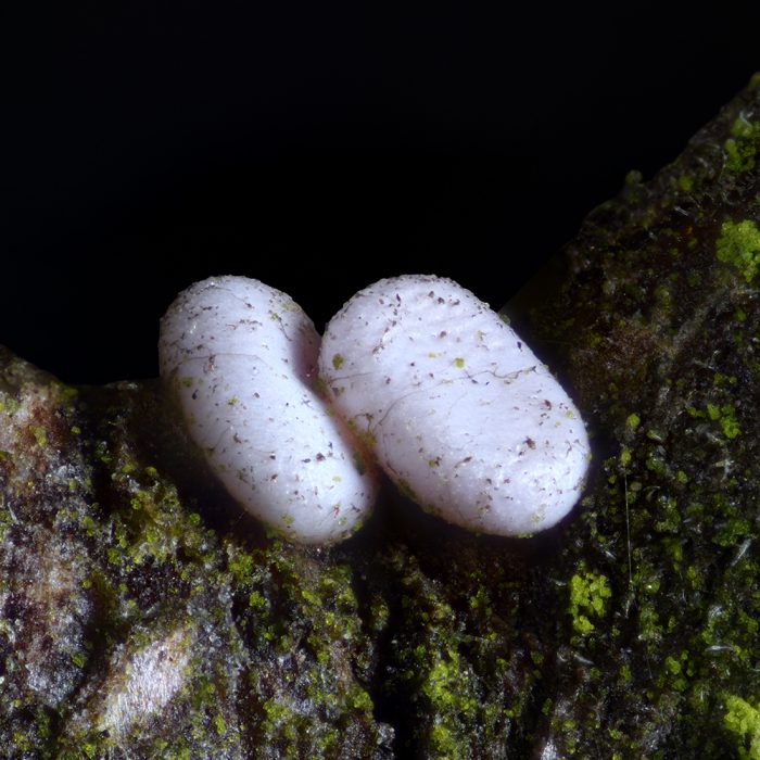 Milchweißer Bindenspanner (Plemyria rubiginata) Ei auf Schlehe