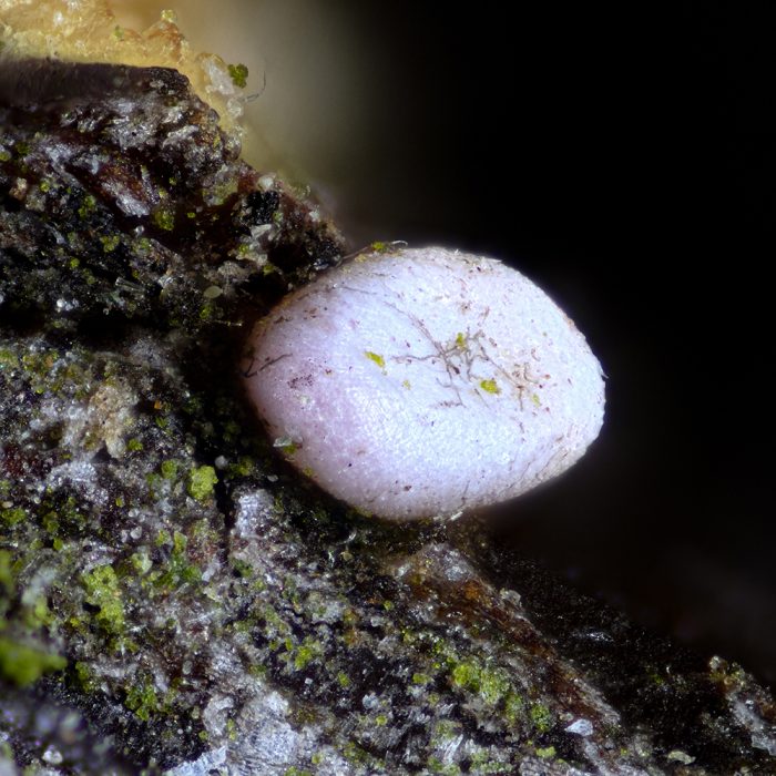 Milchweißer Bindenspanner (Plemyria rubiginata) Ei auf Schlehe