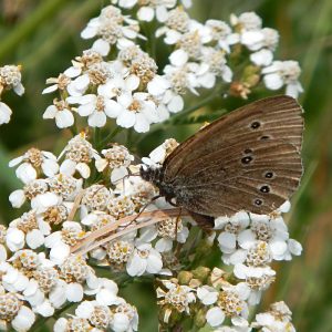 Brauner Waldvogel