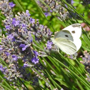 Kleiner Kohlweißling auf Lavendel