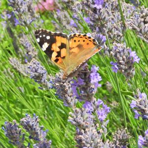 Distelfalter auf Lavendel