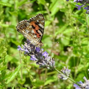 Distelfalter auf Lavendel