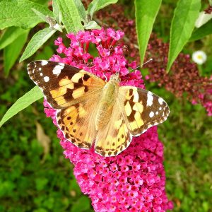 Distelfalter auf Schmetterlingsflieder