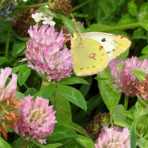 Gelbling (Colias alfacariensis/hyale) auf Rotklee