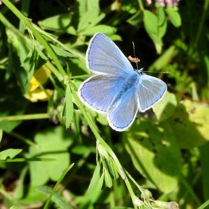 Hauhechel-Bläuling auf Wildwiese