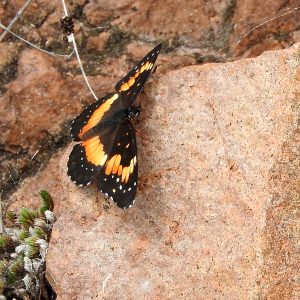 Bordered Patch im Gelände (Comanche Co., Oklahoma)