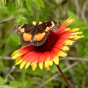 Bordered Patch auf Kokardenblume (Comanche Co., Oklahoma)