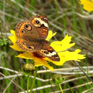 Common Buckeye auf Cowpen Daisy (Comanche Co., Oklahoma)