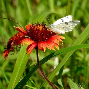 Checkered White Butterfly auf Kokardenblume (Jack Co., Texas)
