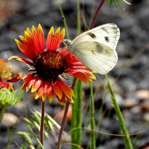 Checkered White Butterfly auf Kokardenblume (Shakelford Co., Texas)