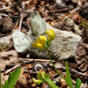 Tintenfleck-Weißling (Leptidea juvernica/sinapis) auf gewöhnlichem Hornklee