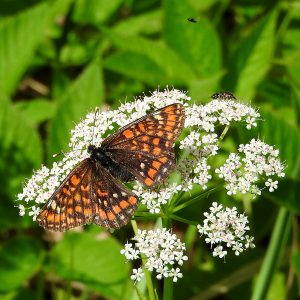 Eschen-Scheckenfalter auf Gierschblüte