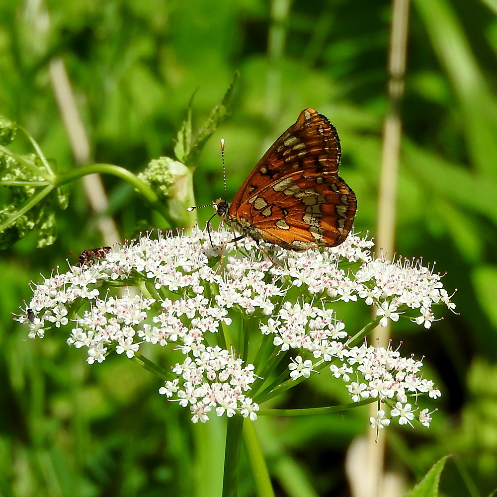 Eschen-Scheckenfalter auf Gierschblüte
