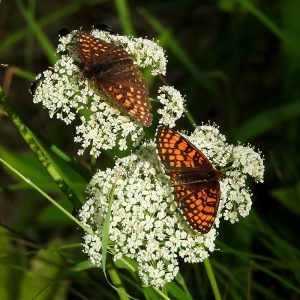 Wachtelweizen-Scheckenfalter auf Gierschblüte