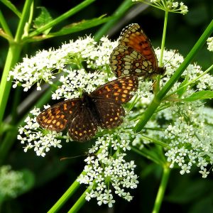 Wachtelweizen-Scheckenfalter auf Gierschblüte