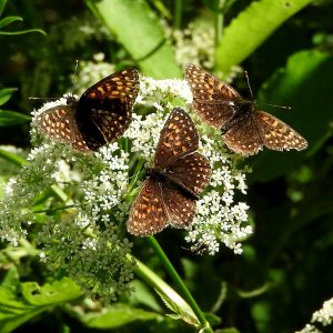 Wachtelweizen-Scheckenfalter auf Gierschblüte