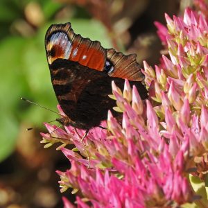 Tagpfauenauge auf Sedum