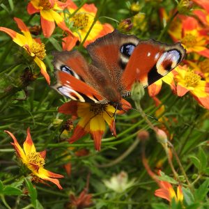 Tagpfauenauge auf Zweizahnblume