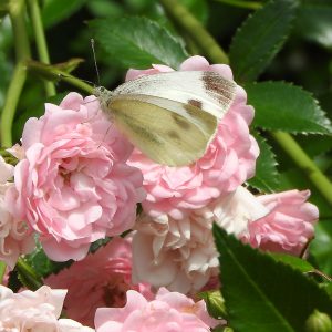 Karstweißling (Pieris mannii) auf Rose