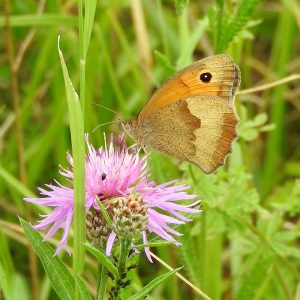 Großes Ochsenauge auf Flockenblume